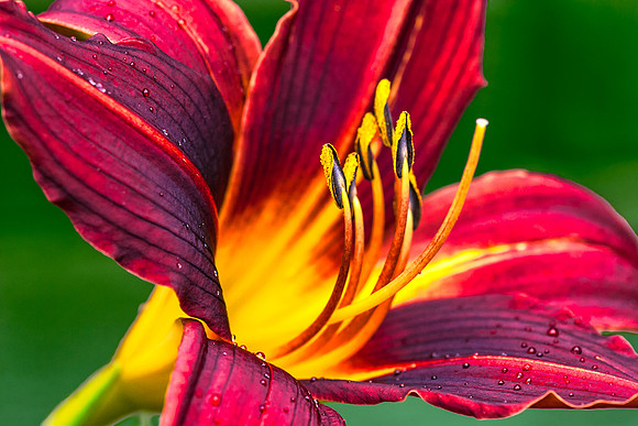 Day Lilly