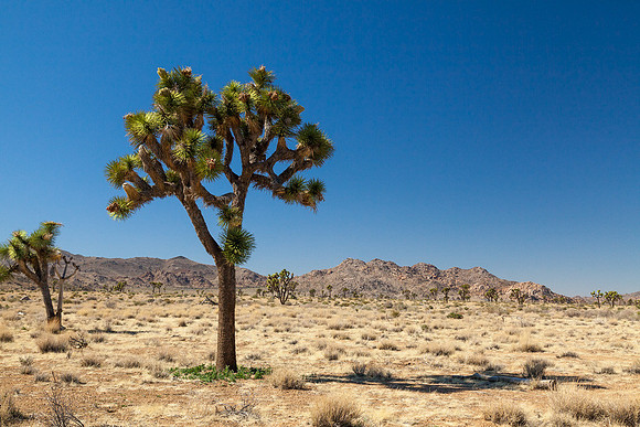 Joshua Tree