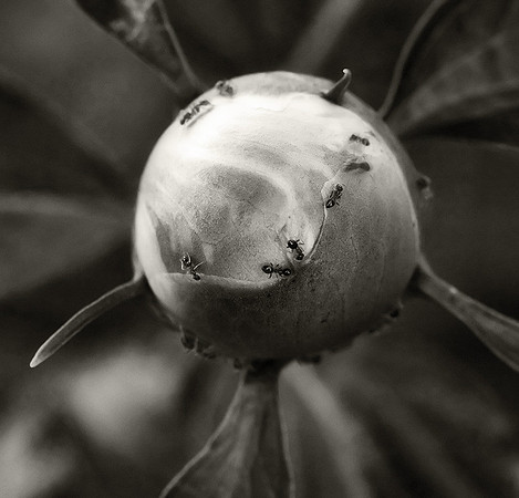 Peony & Ants BW