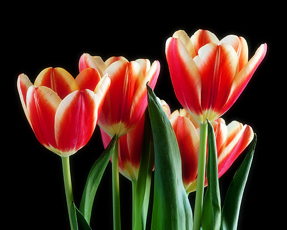 Four Tulips