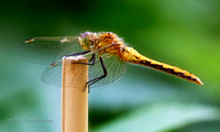 Dragonfly2
