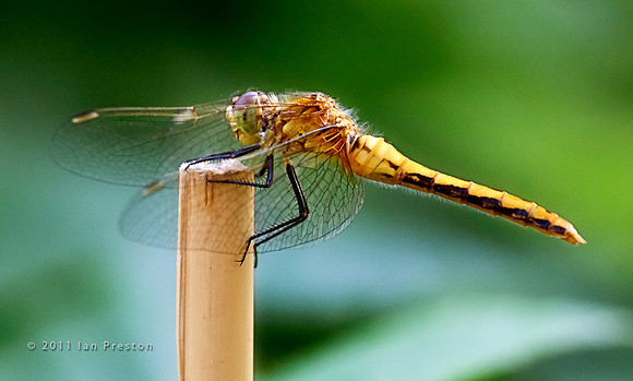 Dragonfly2