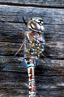 Dragonfly 4