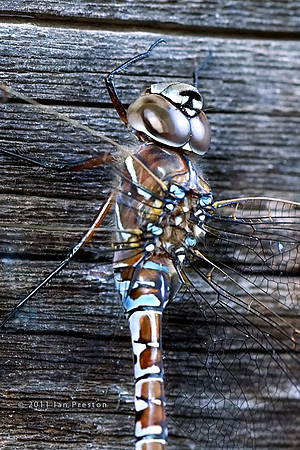 Dragonfly 4
