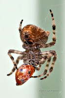 Spider and Ladybird