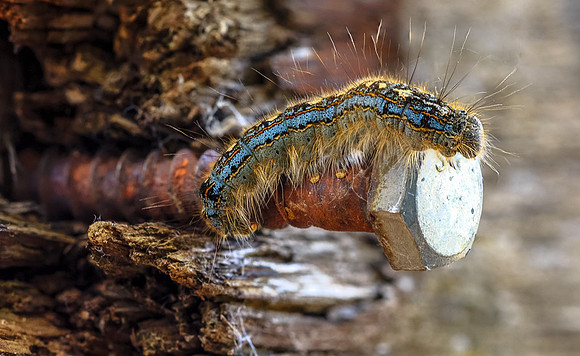 Tent Caterpillar