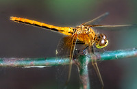 Dragonfly 3
