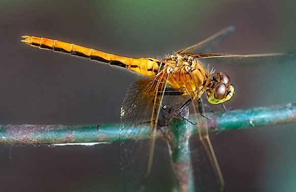 Dragonfly 3