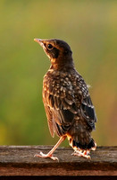 Young Robin 1