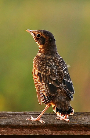 Young Robin 1