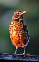 Young Robin 2