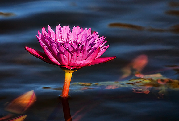 Water lily, Dallas