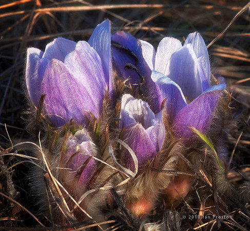 Croci 4