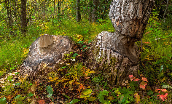 Beaver Tree