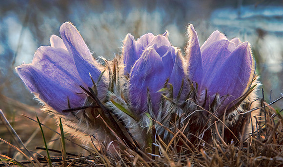 Croci 1