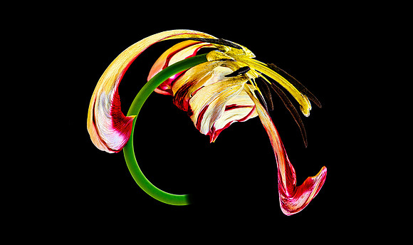 Tulip #2