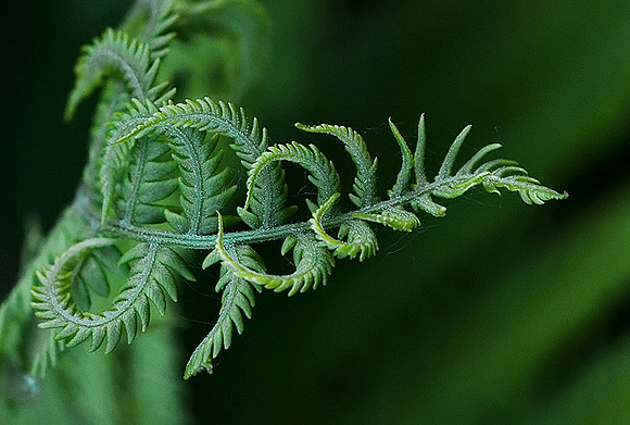 Fern