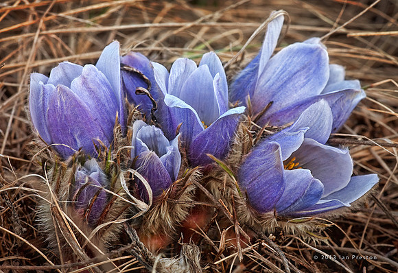 Croci 2