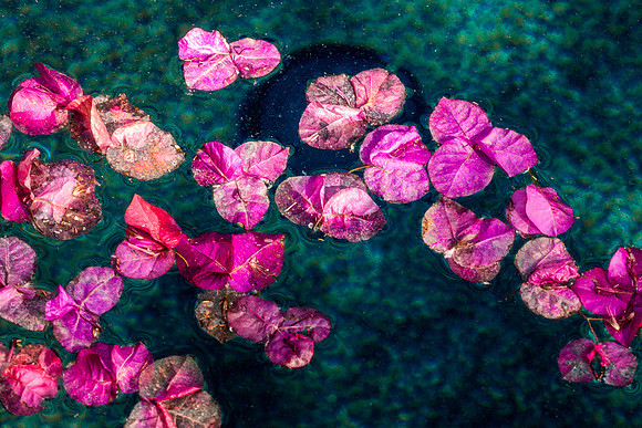 Bougainvillea