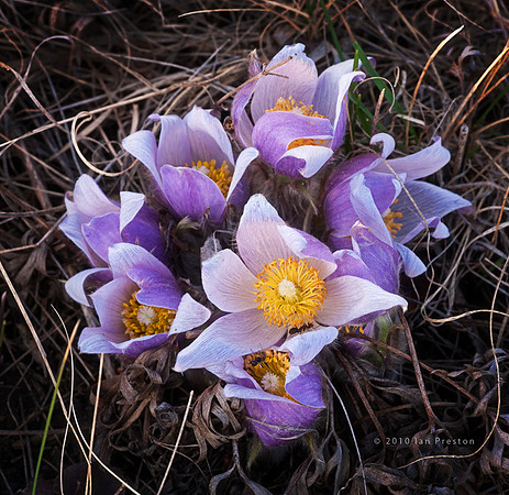 Croci 3