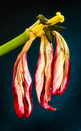 Tulip #1